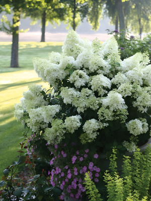 Гортензия Бобо (Bobo) метельчатая купить с доставкой Гортензия Bobo самая маленькая из всех существующих сортов. Удивительная и миниатюрная Бобо способна поместиться в такие композиции, куда не влезают остальные гортензии.