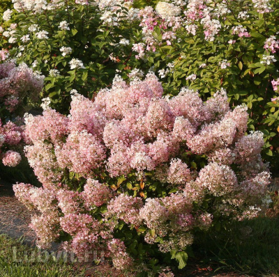 Гортензия Бобо (Bobo) метельчатая купить с доставкой Гортензия Bobo самая маленькая из всех существующих сортов. Удивительная и миниатюрная Бобо способна поместиться в такие композиции, куда не влезают остальные гортензии.