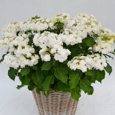 Гортензия Допио Бьянко (Doppio Bianco) крупнолистная купить с доставкой Гортензия крупнолистная Допио Бьянко (Doppio Bianco) – обладательница золотой медали на выставке Plantarium 2015. И это не удивительно, ведь ее очень крупные и белоснежные цветы просто невозможно не заметить. К тому же сорт отличается самым ранним и продолжительным цветением среди крупнолистных гортензий.