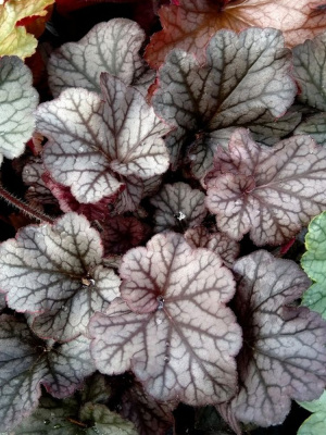 Гейхера Нозен Экспоже Сильвер (Northern Exposure Silver) купить с доставкой 