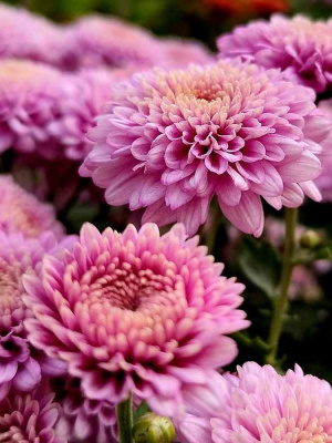 Хризантема корейская Звезда Подмосковья купить с доставкой 