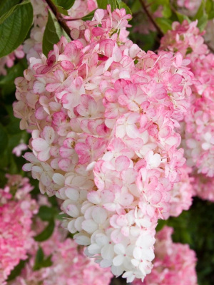 Гортензия Ванилла Фрейз (Vanille Fraise) метельчатая купить с доставкой Ванилла Фрейз – гортензия невероятной красоты с эффектными, пышными цветками клубнично–красного цвета. Очень нежный, благодаря своему внешнему ввиду придаст любому саду живописности и неповторимости. Гортензия Ванилла Фрейз была выведена в 2003 г французскими селекционерами. Многих она привлекает пышными соцветиями, но мало кто знает, что ее декоративность сохраняется даже после окончания цветения.