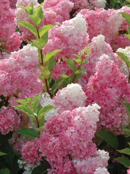 Гортензия Ванилла Фрейз (Vanille Fraise) метельчатая купить с доставкой