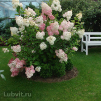 Гортензия Ванилла Фрейз (Vanille Fraise) метельчатая