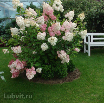 Гортензия Ванилла Фрейз (Vanille Fraise) метельчатая купить с доставкой Ванилла Фрейз – гортензия невероятной красоты с эффектными, пышными цветками клубнично–красного цвета. Очень нежный, благодаря своему внешнему ввиду придаст любому саду живописности и неповторимости. Гортензия Ванилла Фрейз была выведена в 2003 г французскими селекционерами. Многих она привлекает пышными соцветиями, но мало кто знает, что ее декоративность сохраняется даже после окончания цветения.