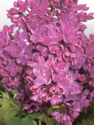 Сирень Знамя Ленина Сирень Знамя Ленина