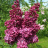 Сирень Знамя Ленина купить с доставкой Сирень Знамя Ленина купить с доставкой - Сирень Знамя Ленина купить с доставкой
