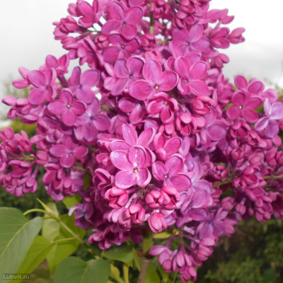 Сирень Знамя Ленина купить с доставкой одна из коллекционных русских сиреней