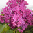 Сирень Знамя Ленина купить с доставкой Сирень Знамя Ленина купить с доставкой - Сирень Знамя Ленина купить с доставкой