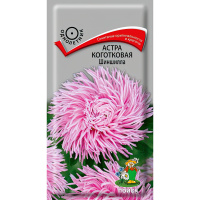 Астра коготковая Шиншилла [Поиск]