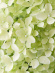 Гортензия Мэджикал Лайм Спаркл (Magical Lime Sparkle) метельчатая купить с доставкой Гортензия Мэджикал Лайм Спаркл (Magical Lime Sparkle) метельчатая купить с доставкой