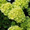 Гортензия Мэджикал Лайм Спаркл (Magical Lime Sparkle) метельчатая