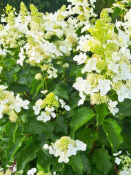 Гортензия Вайт Леди (White Lady) метельчатая