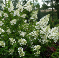 Гортензия Вайт Леди (White Lady) метельчатая