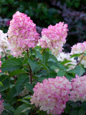 Гортензия Сандей Фрайз (Sundae Fraise) метельчатая купить с доставкой Клубничный пломбир, выведен французскими селекционером в 2010 г