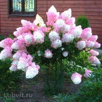 Гортензия Сандей Фрайз (Sundae Fraise) метельчатая