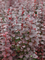 Барбарис Чоколат Саммер (Chocolate Summer)