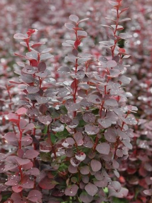 Барбарис Чоколат Саммер (Chocolate Summer) купить с доставкой 