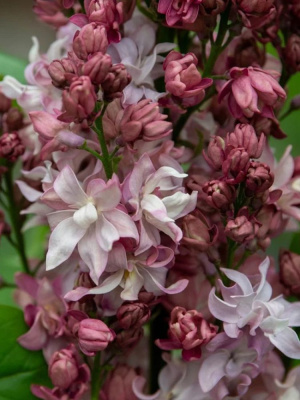 Сирень Фредерико Гарсия Лорка PBR купить с доставкой 