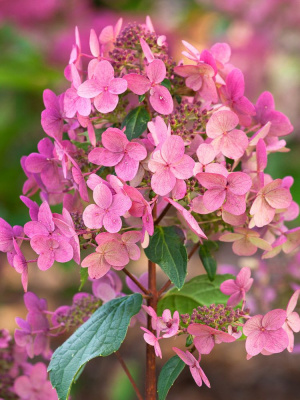 Гортензия Вимс Ред (Wim's Red) метельчатая купить с доставкой Гортензия Вимс Ред – безумно красивый сорт, выведенный немецкими селекционерами. От раскидистого куста этой гортензии правда сложно оторвать глаза.