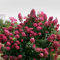 Гортензия Вимс Ред (Wim's Red) метельчатая