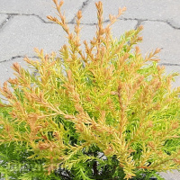 Туя западная Рейнголд (Rheingold)