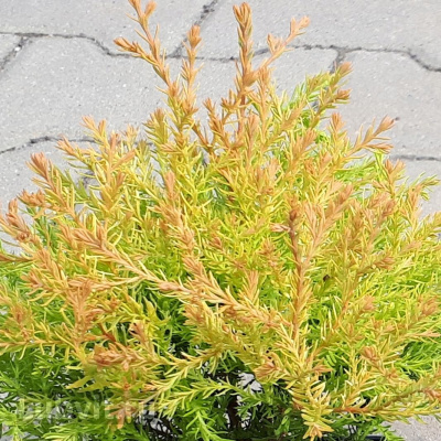 Туя западная Рейнголд (Rheingold) купить с доставкой отличается уникальной, меняющейся по сезонам, расцветкой хвои