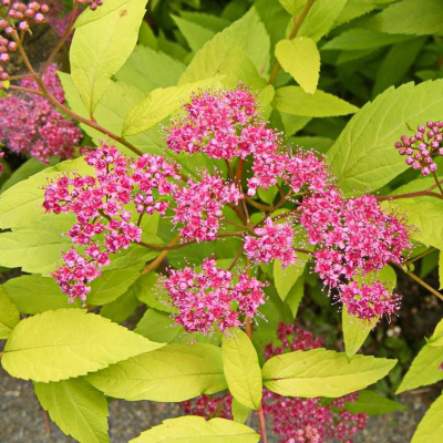 Спирея Голден Принцесс (Golden Princess) купить с доставкой кустарник средних размеров, достигающий 80 см в высоту и в ширину