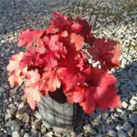 Гейхерелла Фаер Аларм (Fire Alarm)