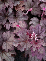 Гейхерелла Плюм Каскад (Plum Cascade)