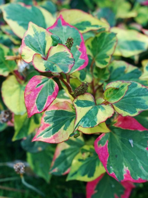 Хауттюйния сердцевидная Хамелеон (Chameleon) купить с доставкой 