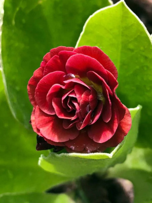 Примула Пегасус (Pegasus) купить с доставкой ушковая плотный, аккуратный кустик высотой 2025 см