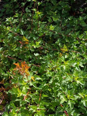 Пузыреплодник Тильден парк (Tilden Park) купить с доставкой Тильден Парк - новый сорт пузыреплодника, ставший настоящей сенсацией среди садоводов и ландшафтных дизайнеров