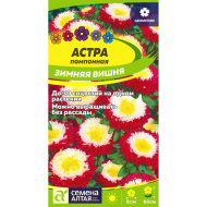 Астра Зимняя Вишня помпонная [Семена алтая]