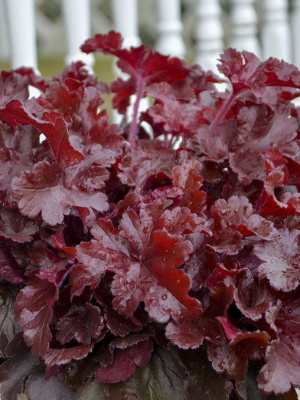 Гейхера Черри Трюфлз (Cherry Truffles) купить с доставкой 