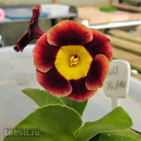 Примула Пирс Телфорд (Piers Telford)