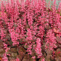 Гейхера Кассис (Cassis)