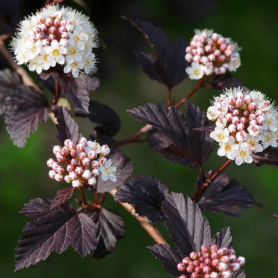 Пузыреплодник Блэк Найт (Black Night) купить с доставкой 