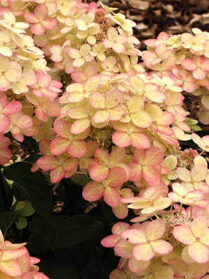 Гортензия Панфлора (Panflora) метельчатая купить с доставкой Гортензия Панфлора – эксклюзивная новинка 2022 года, которая произвела настоящий фурор среди садоводов и ландшафтных дизайнеров. Пышные конусовидные соцветия привлекают внимание необычным лаймовым оттенком, который ближе к осени становится красным.