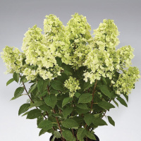 Гортензия Панфлора (Panflora) метельчатая