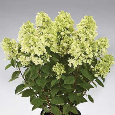 Гортензия Панфлора (Panflora) метельчатая купить с доставкой Гортензия Панфлора – эксклюзивная новинка 2022 года, которая произвела настоящий фурор среди садоводов и ландшафтных дизайнеров. Пышные конусовидные соцветия привлекают внимание необычным лаймовым оттенком, который ближе к осени становится красным.