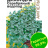 Дихондра Серебряный Водопад [Семена алтая] купить с доставкой - Дихондра Серебряный Водопад [Семена алтая] купить с доставкой