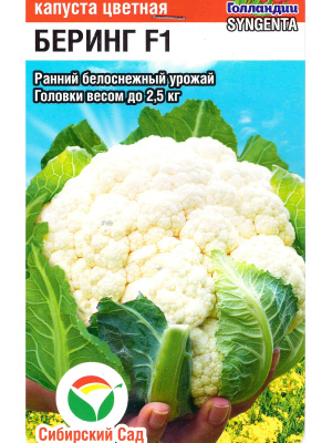 Капуста цветная Беринг [Сибирский сад] купить с доставкой Это высокоурожайный гибрид, отличающийся плотными белоснежными соцветиями и превосходными вкусовыми качествами. Благодаря устойчивости к неблагоприятным погодным условиям и болезням сорт успешно выращивается в различных климатических зонах. Головки обладают высокой товарностью, что делает Беринг популярным как среди фермеров, так и среди садоводов-любителей.