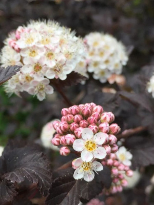 Пузыреплодник Пантера (Panther) купить с доставкой 