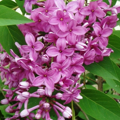 Сирень Китайская (Syringa x chinensis) купить с доставкой Естественный гибрид сирени персидской и обыкновенной, обнаруженный во Франции в Руанском ботаническом саду. Этот вид с ажурной листвой и красивыми соцветиями уже давно используется в садоводстве