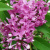 Сирень Китайская (Syringa x chinensis) купить с доставкой