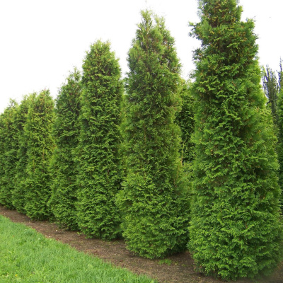 Туя Дугласи Пирамидалис (Douglasii Pyramidalis) купить с доставкой высокодекоративный хвойник, который вырастает до 15 м в высоту и 3 м в ширину