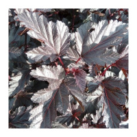 Пузыреплодник Миднайт Джо Найт (Мidnight Jonight)