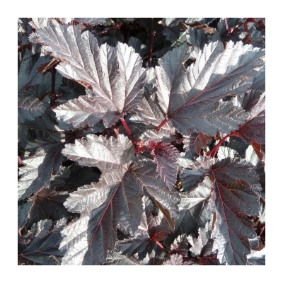 Пузыреплодник Миднайт Джо Найт (Мidnight Jonight) купить с доставкой Особое очарование вашему саду придаст пузыреплодник один из самых темноокрашенных сортов