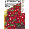 Катарантус Средиземноморский Бургунди Хало [Семена алтая]